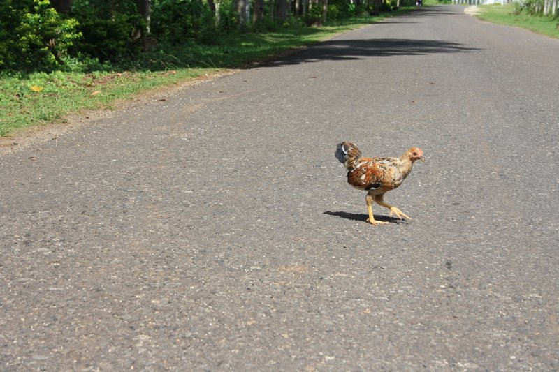 Conoce los Secretos del famoso Juego de la Calle Pollo en España in Spain